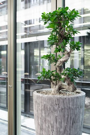 Office Indoor Plant