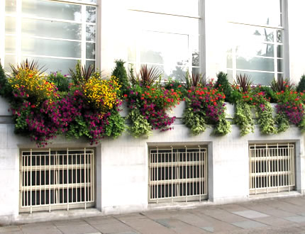 Window boxes