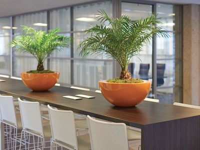 Cascara Plus high shine yellow orange